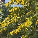 Le Mimose House Di - * Grandate