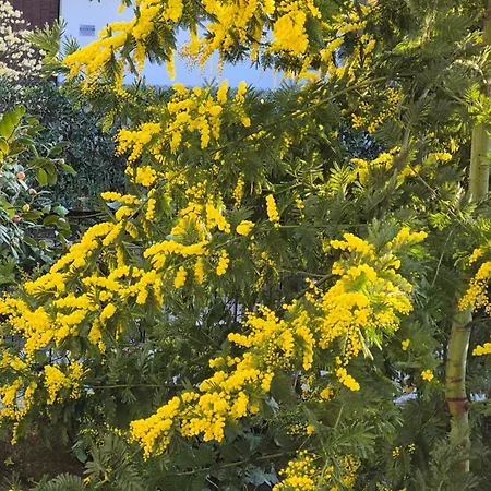 Le Mimose House Di - * 그란다테