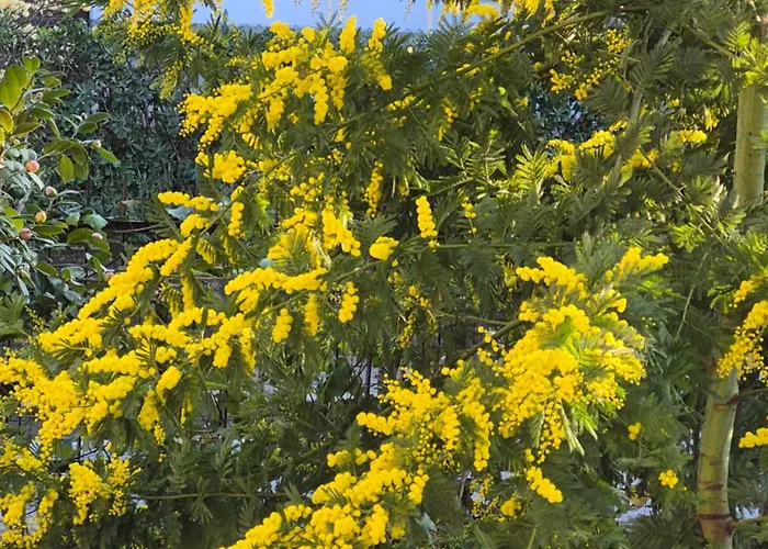 Le Mimose House Di - * Grandate